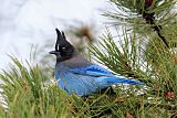 Steller's Jay